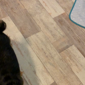 遊んで欲しい………の画像