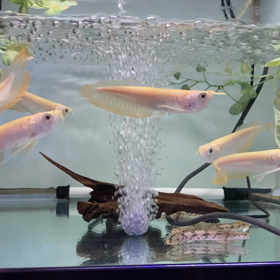 ★アルビノシルバー！★の画像