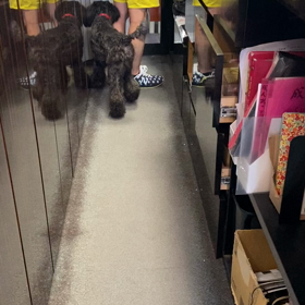 スタンダードプードルの画像