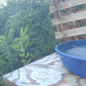 すぎぴたんの事件簿シーズン3　361話（初来店！　ホオジロ）の画像