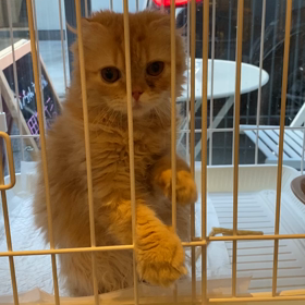 猫じゃないもん。の画像