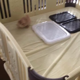 1人運動会（╹◡╹）の画像