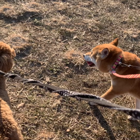 12月27日13わんこと2時間遠足　代々木公園表参道の画像