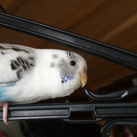 相棒が……！の画像