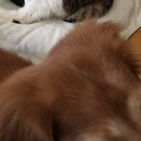 朝のドタバタ娘。やったぞデール！の画像