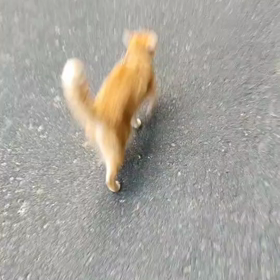 つぶやき シローどこいったんやろねの画像