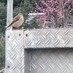 ジョウビタキ⑦  太った感じの渡り鳥の画像