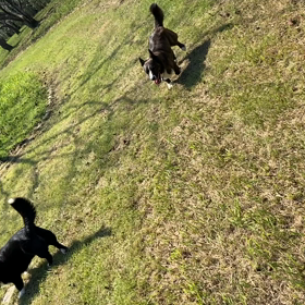 秘密のドッグランの画像