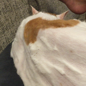 猫でごめん。の画像