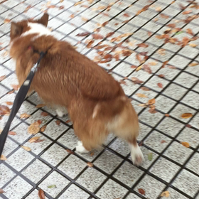 昨日のごんの画像