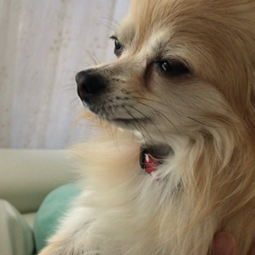 フランのわなわなの画像