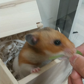 鬼よりハムスターｗｗｗの画像