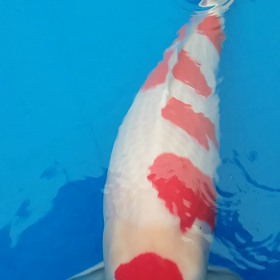 キレイな紅白の画像