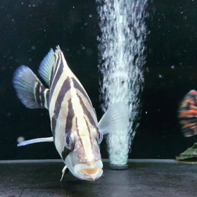 スマトラホワイトタイガー！の画像