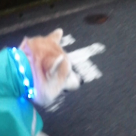 また雨☔が残っていた早朝。◯ん◯終了後、はやくも散歩イヤイヤサイン。路上で飼い主の股下にもぐりの画像