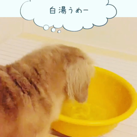 サラと風呂の画像