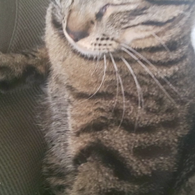 うっとりにゃんこまめぞうさん( *´艸｀)の画像