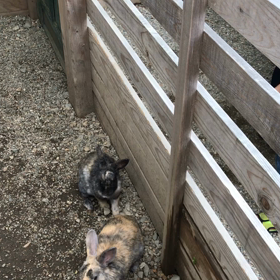 ウサギに噛まれるの画像