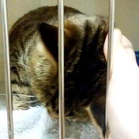 ナナちゃんの画像