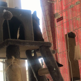 むるの鳴き声の画像