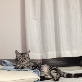 とらぢ@42の画像