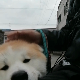 寒さ対策でオーバーズボンを着込んで飼い主張り切って散歩スタートしたのですが。相変わらずの未来丸。の画像