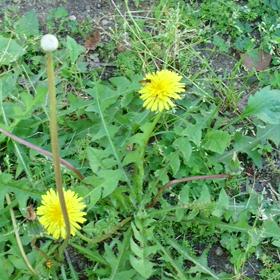 たんぽぽとミツバチの画像