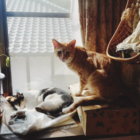 ちょさく。の画像