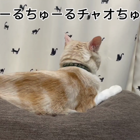 ちゅーるの歌で猫を釣るの画像