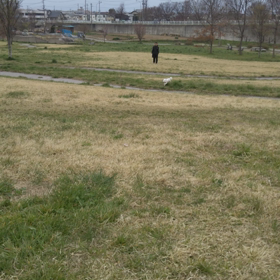 今日のはなちゃん1007、モモちゃん959の画像