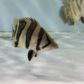 リアルバンドのミドルも売約売約！！の画像