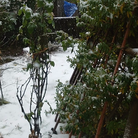 雪ですの  画像