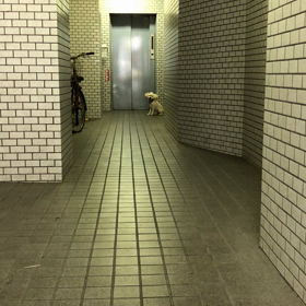 レオ日記（5歳と7ヶ月）の画像