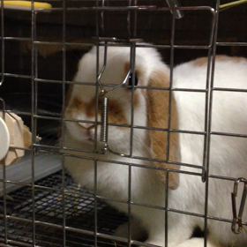 のんの怒り？の画像