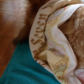 嫌いなのにの画像