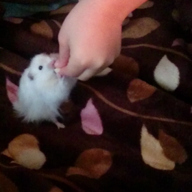 ☆おやつ～♪☆の画像