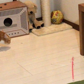 ぬいぐるみラッキーの画像