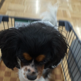 ■初めての対面カート■の画像