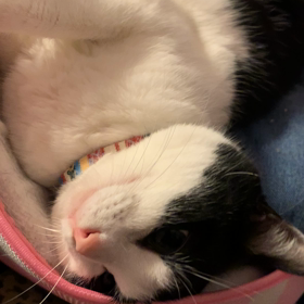 お目覚め党首の画像