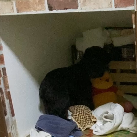 お腹いっぱい　ご機嫌ですの画像