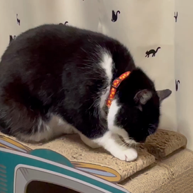 クロちゃん♀の画像