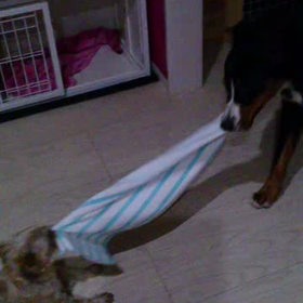 34キロ vs 5キロの画像