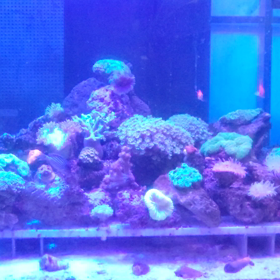 サンゴ水槽に入れた魚たちの画像