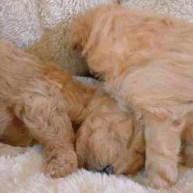 大掃除が進まない♡の画像