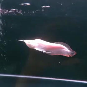アルビノシルバーキングボディ！！の画像