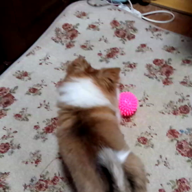 おもちゃのボールに遊ばれるケンタ君の画像