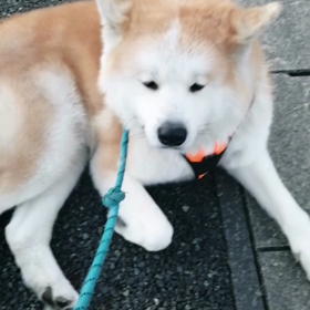 やっぱり未来丸は散歩が嫌い‼️一度は早々とお家に戻る❗飼い主頑張ってもう一度散歩出発。何との画像