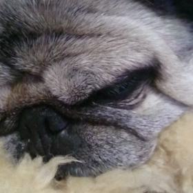 ワンコ達よ、お疲れさまの画像