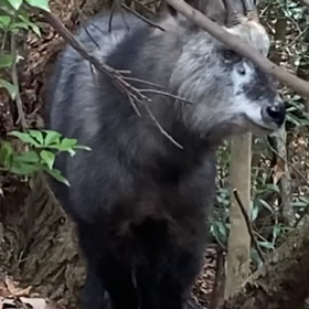 猿投山でカモシカとご対面の画像