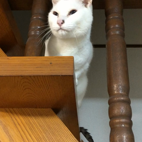 はやくごはんちょーだいの画像